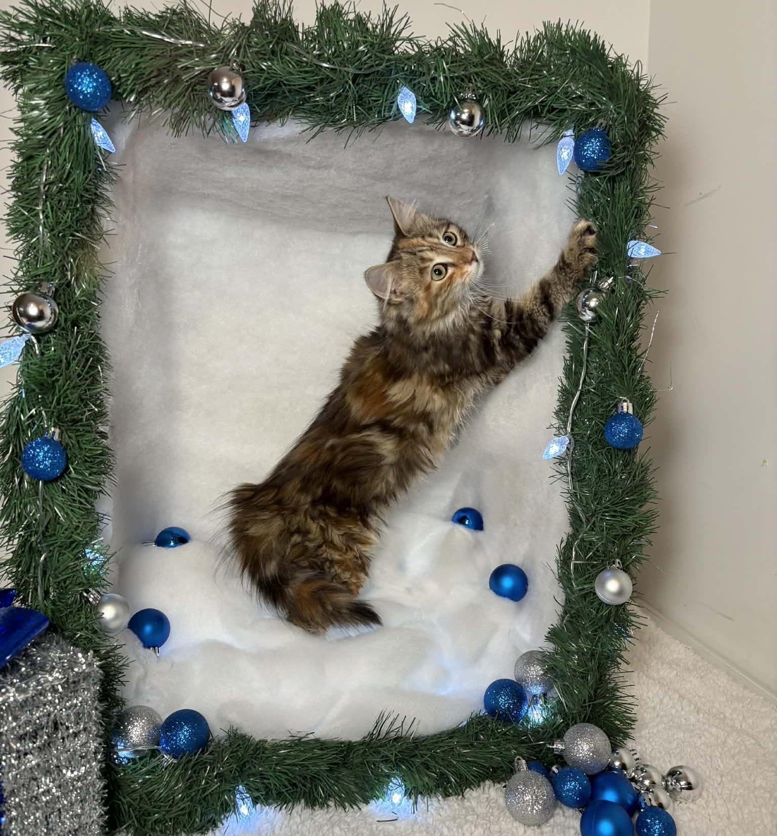 Enlarge BRITTANY, an adopted Domestic Long Hair in Tillsonburg, ON image 4/6