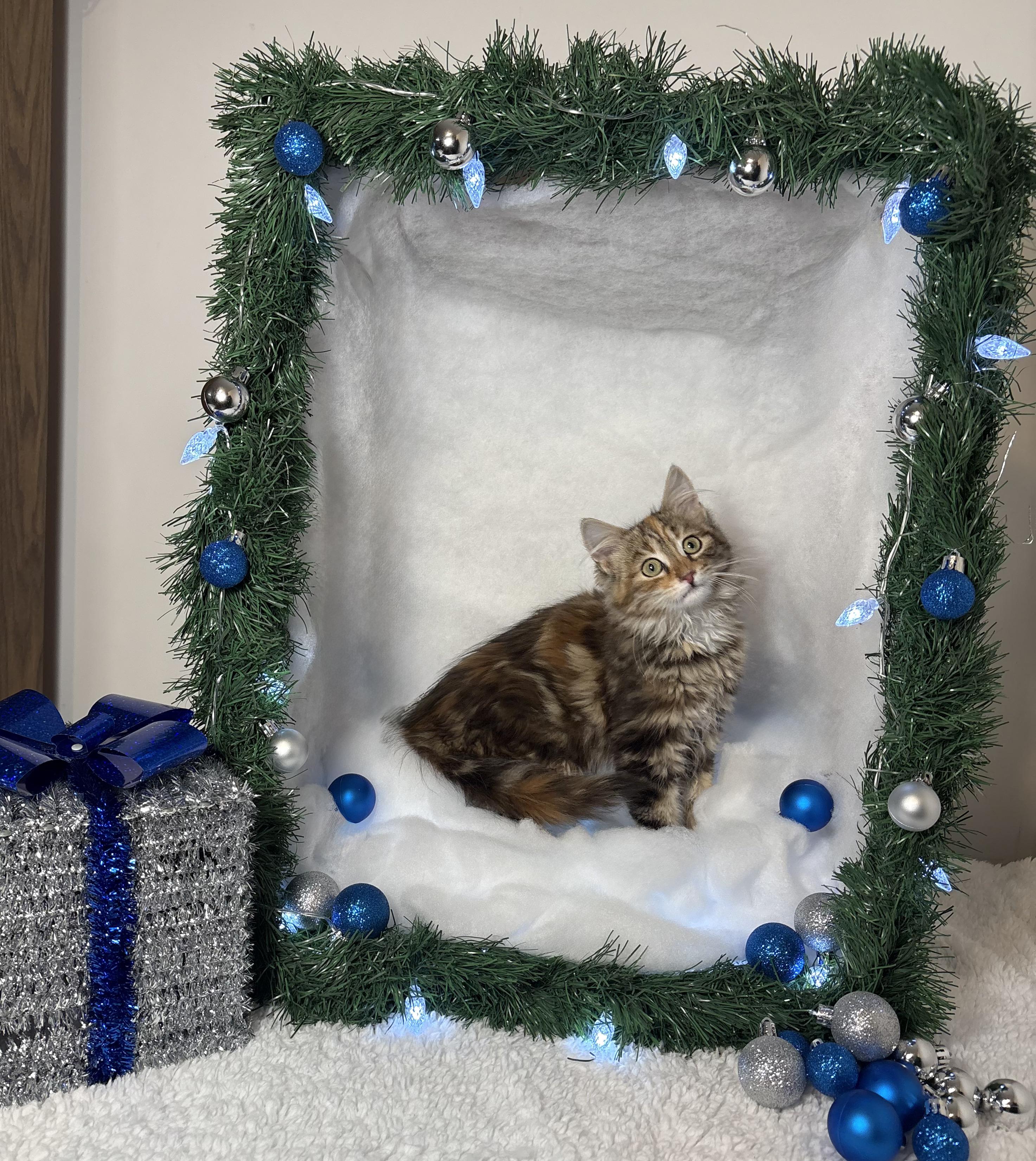 Enlarge BRITTANY, an adopted Domestic Long Hair in Tillsonburg, ON image 1/6