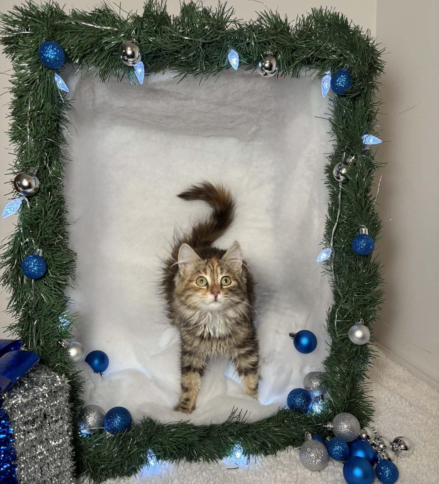 Enlarge BRITTANY, an adopted Domestic Long Hair in Tillsonburg, ON image 5/6