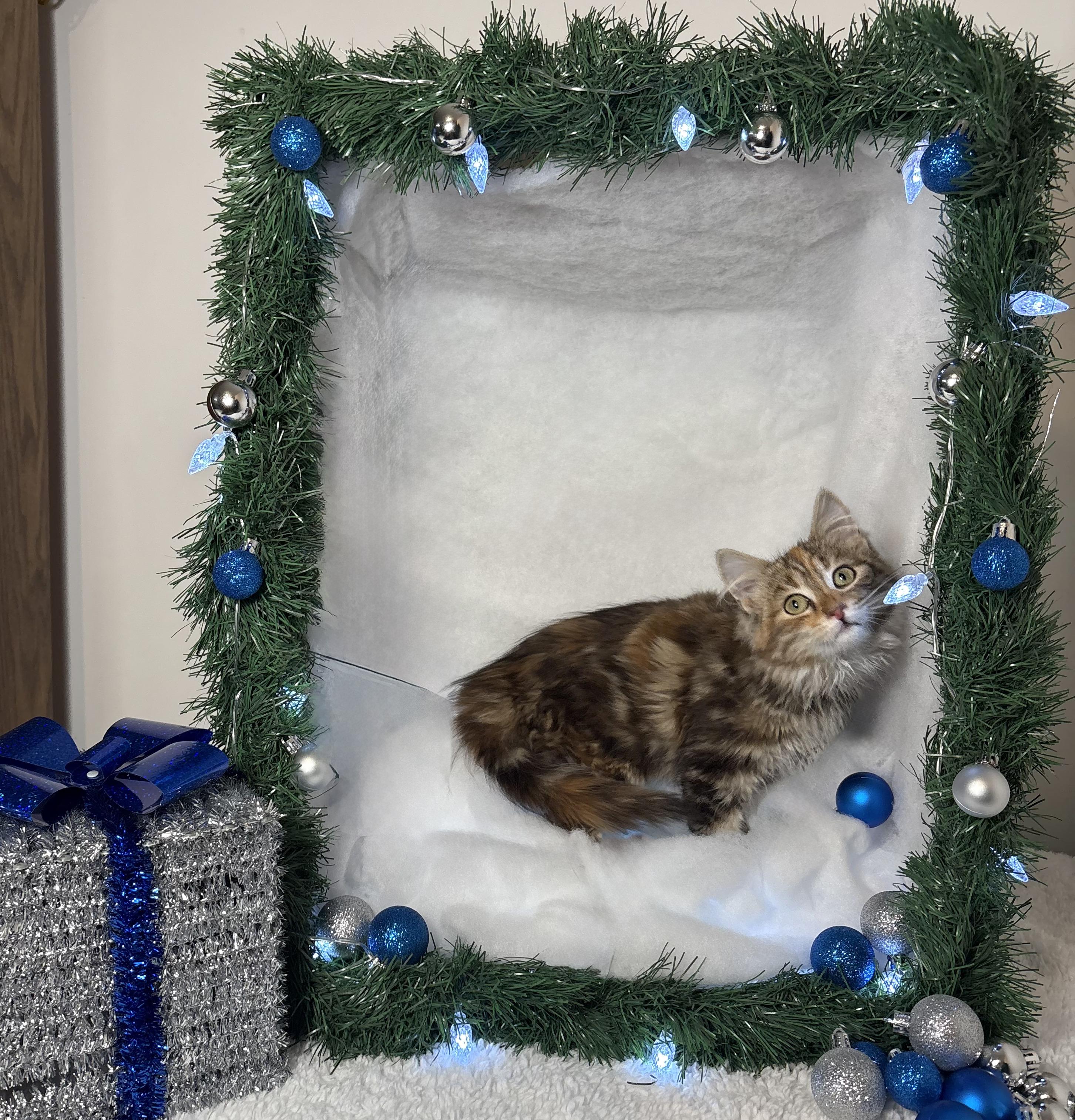 Enlarge BRITTANY, an adopted Domestic Long Hair in Tillsonburg, ON image 3/6