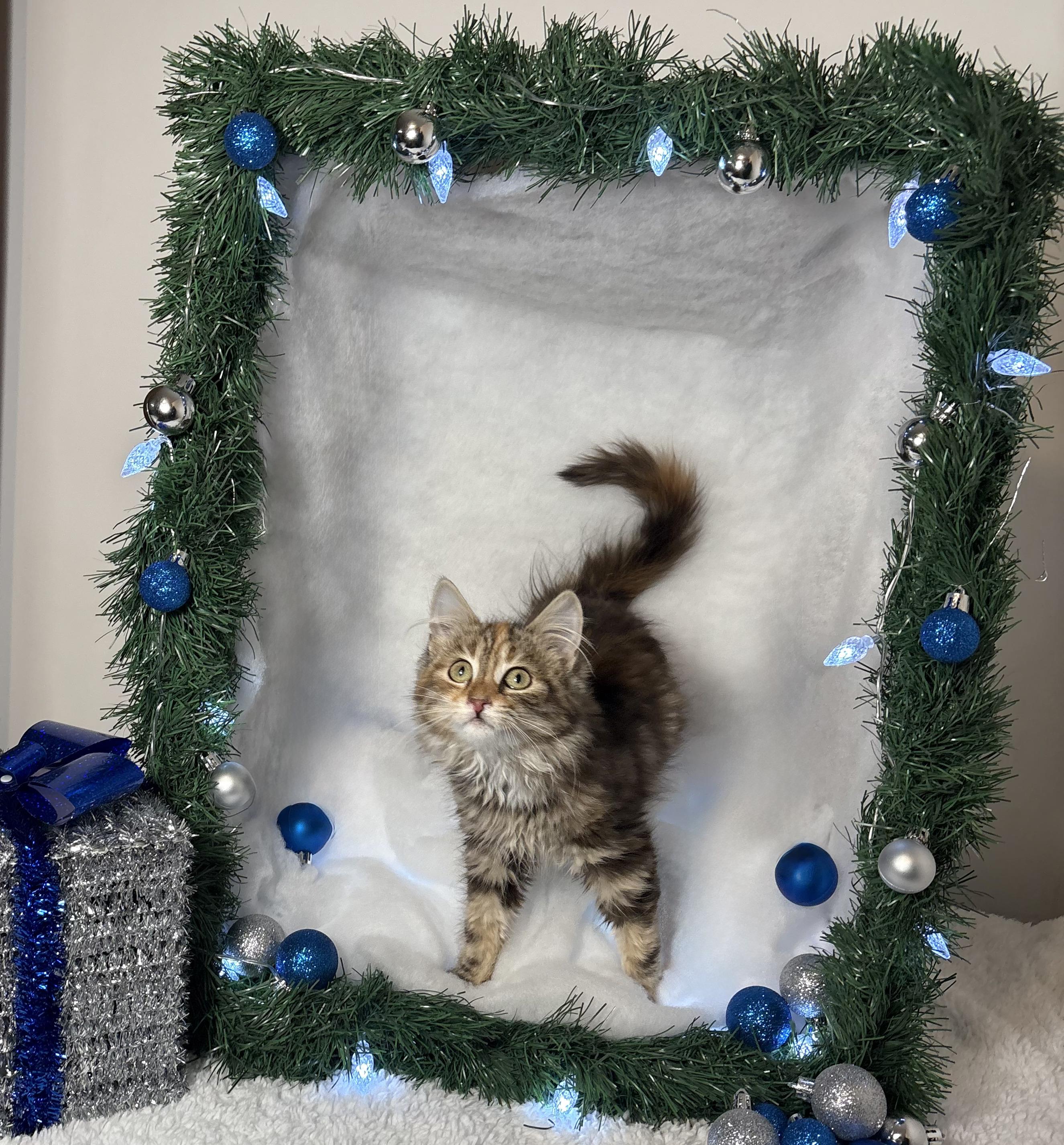 Enlarge BRITTANY, an adopted Domestic Long Hair in Tillsonburg, ON image 2/6