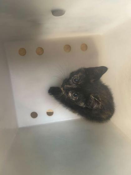 WC Uno, Adoptable, Kitten Female Domestic Short Hair & Domestic Short Hair.