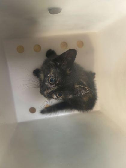 Enlarge WC Uno, a Adoptable mixed breed in Gray, LA image 2/2