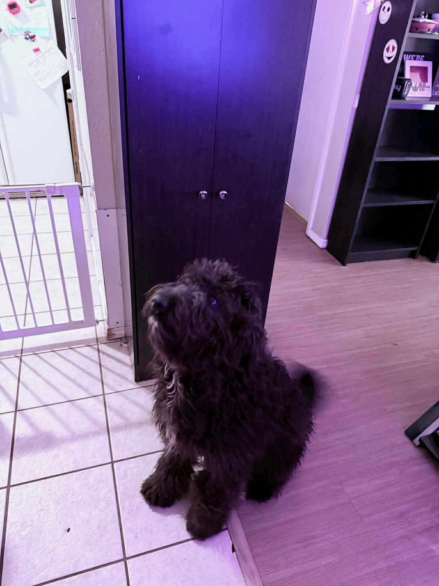 Enlarge Polly, an adopted mixed breed in Piedmont, OK image 2/3