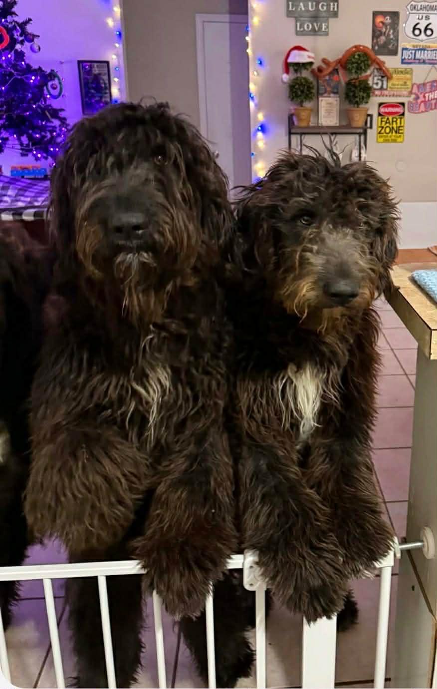 Enlarge Polly, an adopted mixed breed in Piedmont, OK image 3/3