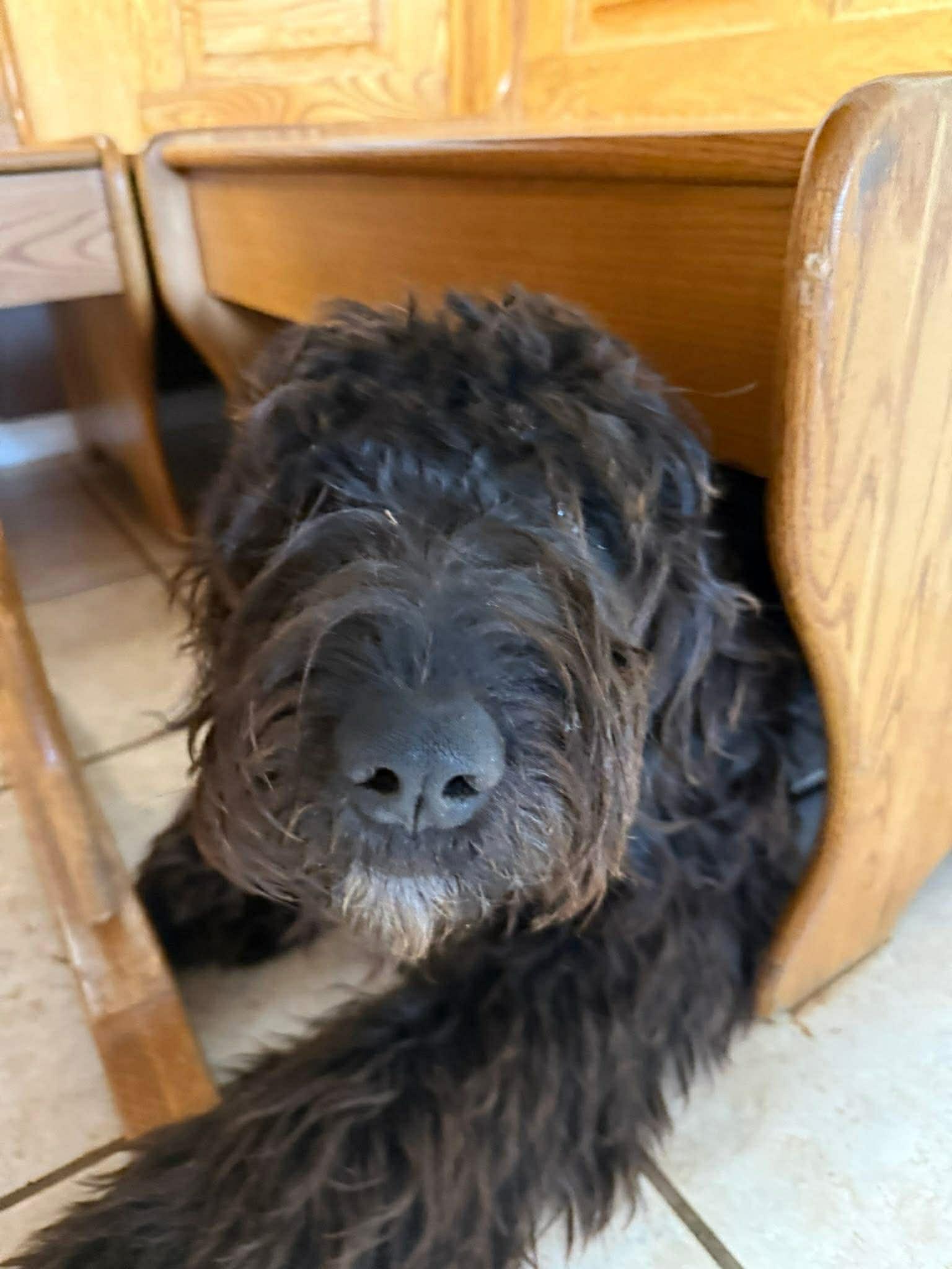 Enlarge Polly, an adopted mixed breed in Piedmont, OK image 1/3