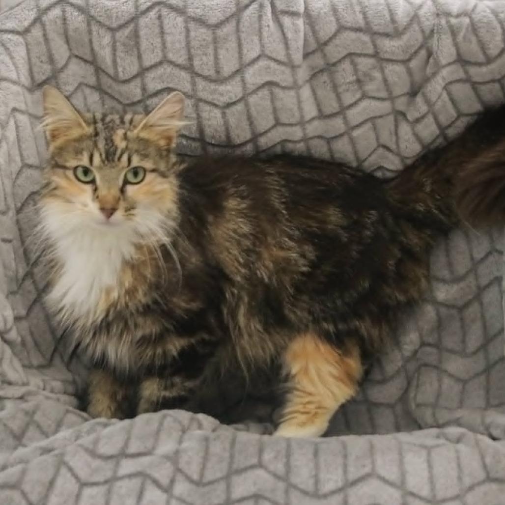 Enlarge Annalise, a Adoptable mixed breed in Madisonville, KY image 1/2