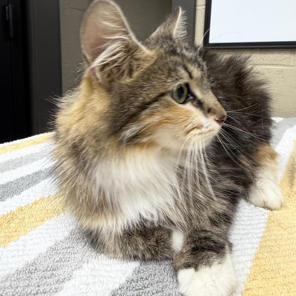 Enlarge Annalise, a Adoptable mixed breed in Madisonville, KY image 2/2