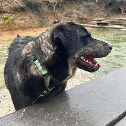 Enlarge Nigel, a Adoptable Mixed Breed in Bentonville, AR image 4/6