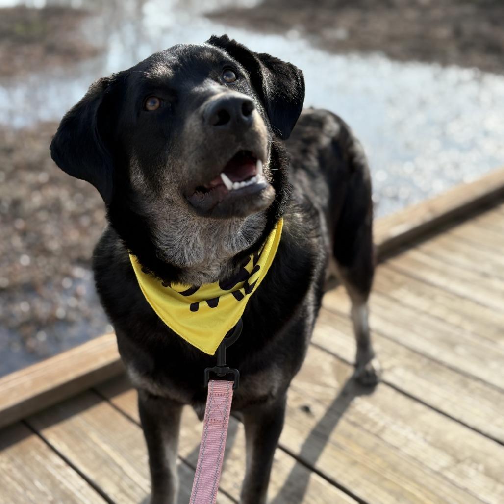 Enlarge Nigel, a Adoptable Mixed Breed in Bentonville, AR image 5/6
