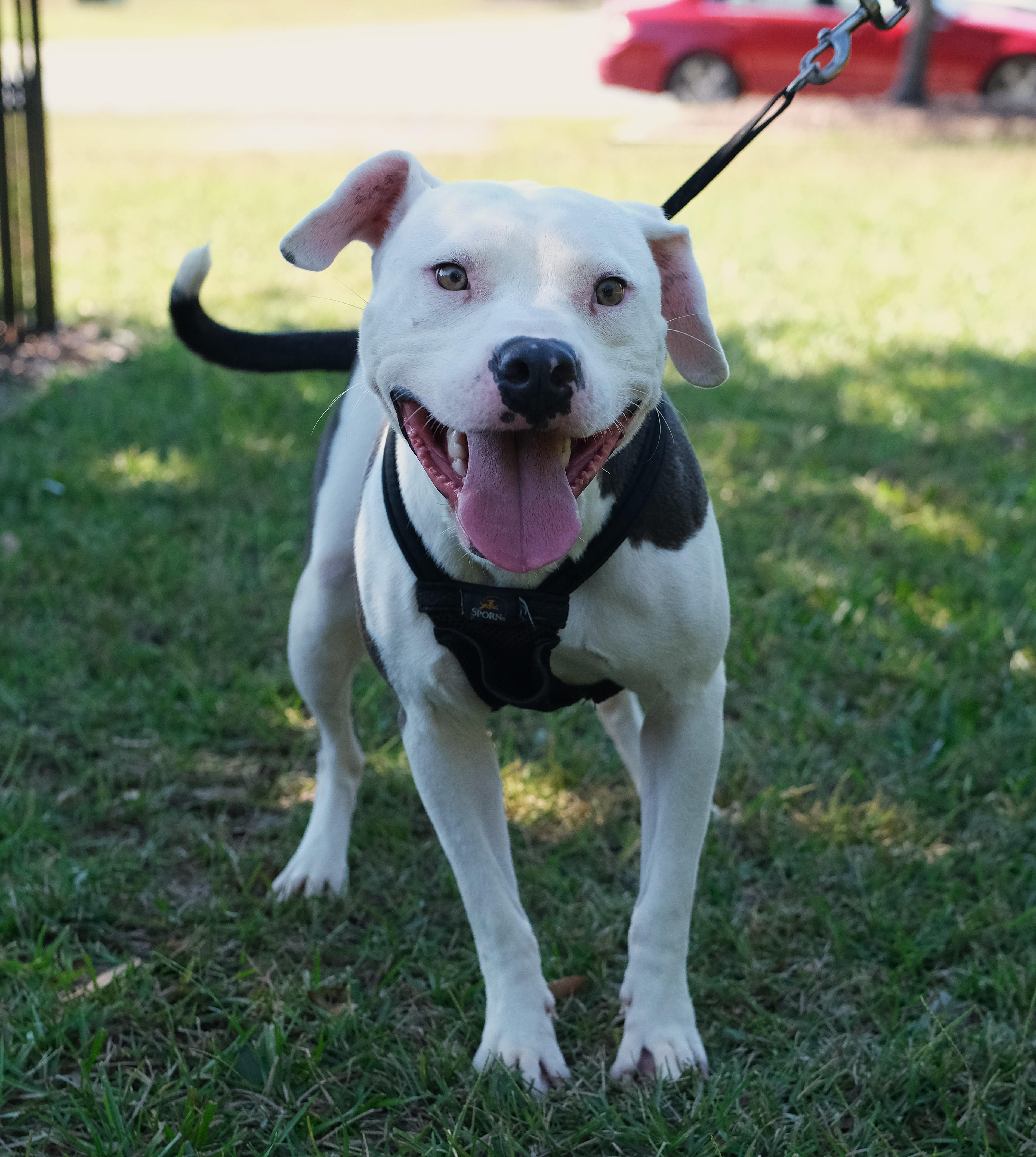 Wybie, Adoptable, Young Male Pit Bull Terrier & Pit Bull Terrier.