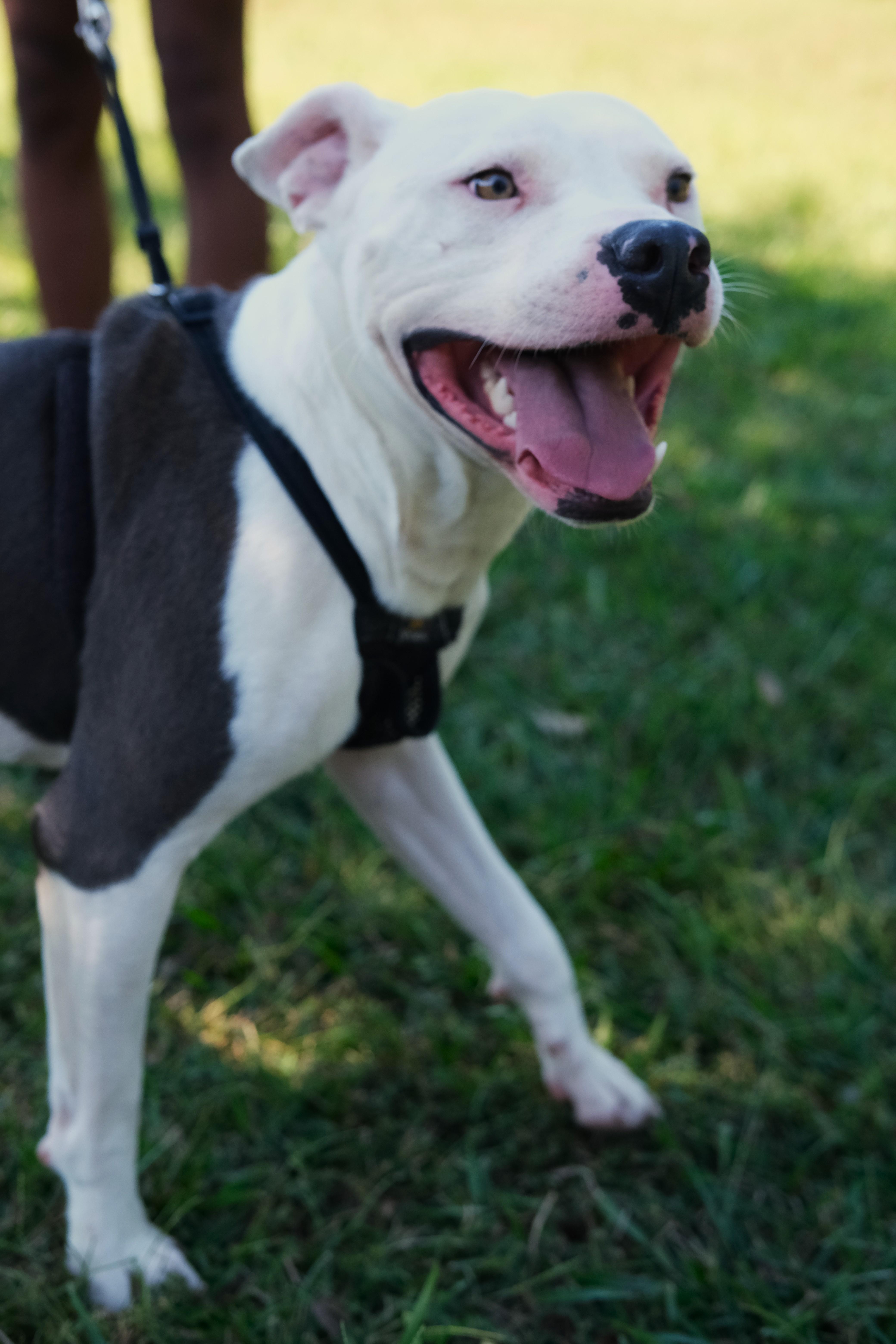 Enlarge Wybie, a Adoptable mixed breed in Winnabow, NC image 2/4