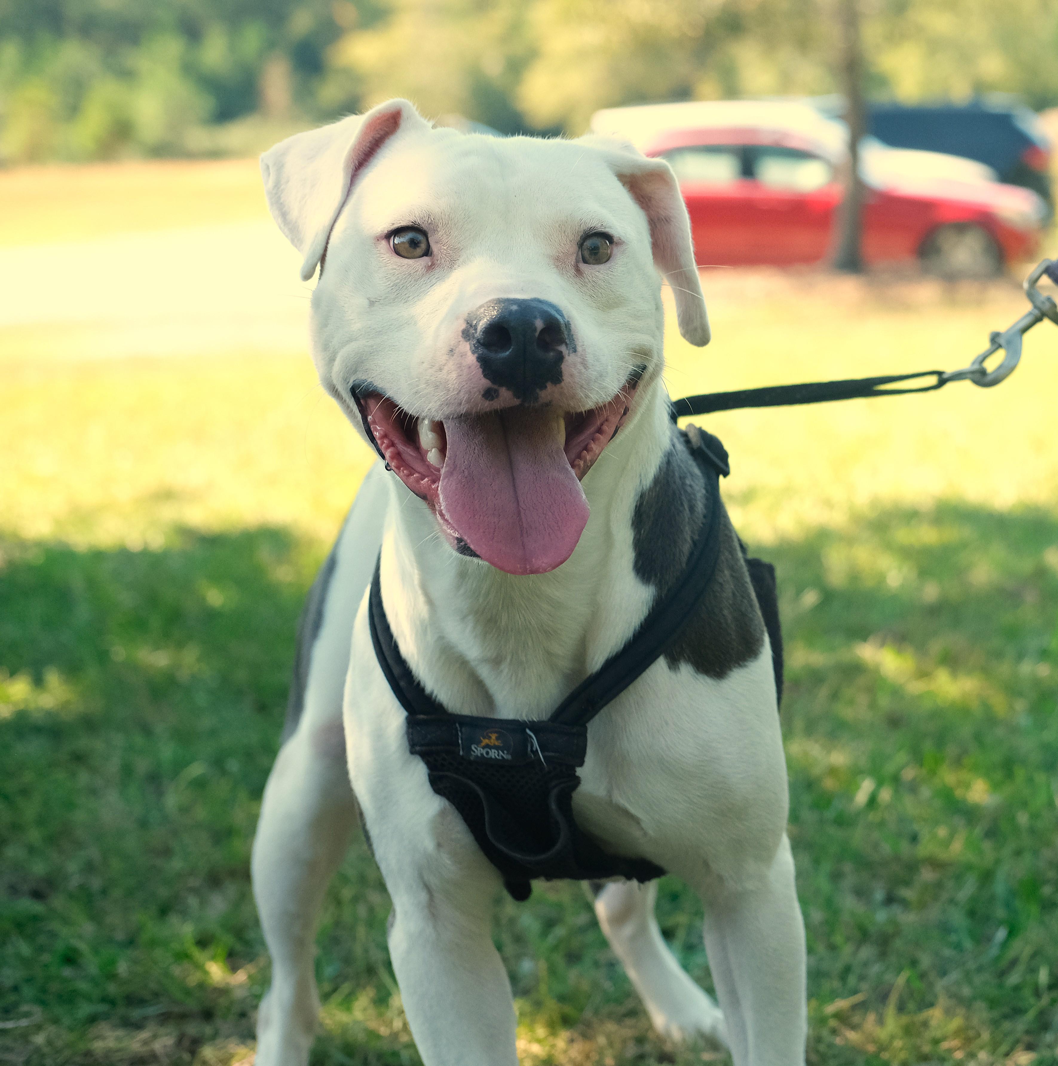 Enlarge Wybie, a Adoptable mixed breed in Winnabow, NC image 3/4