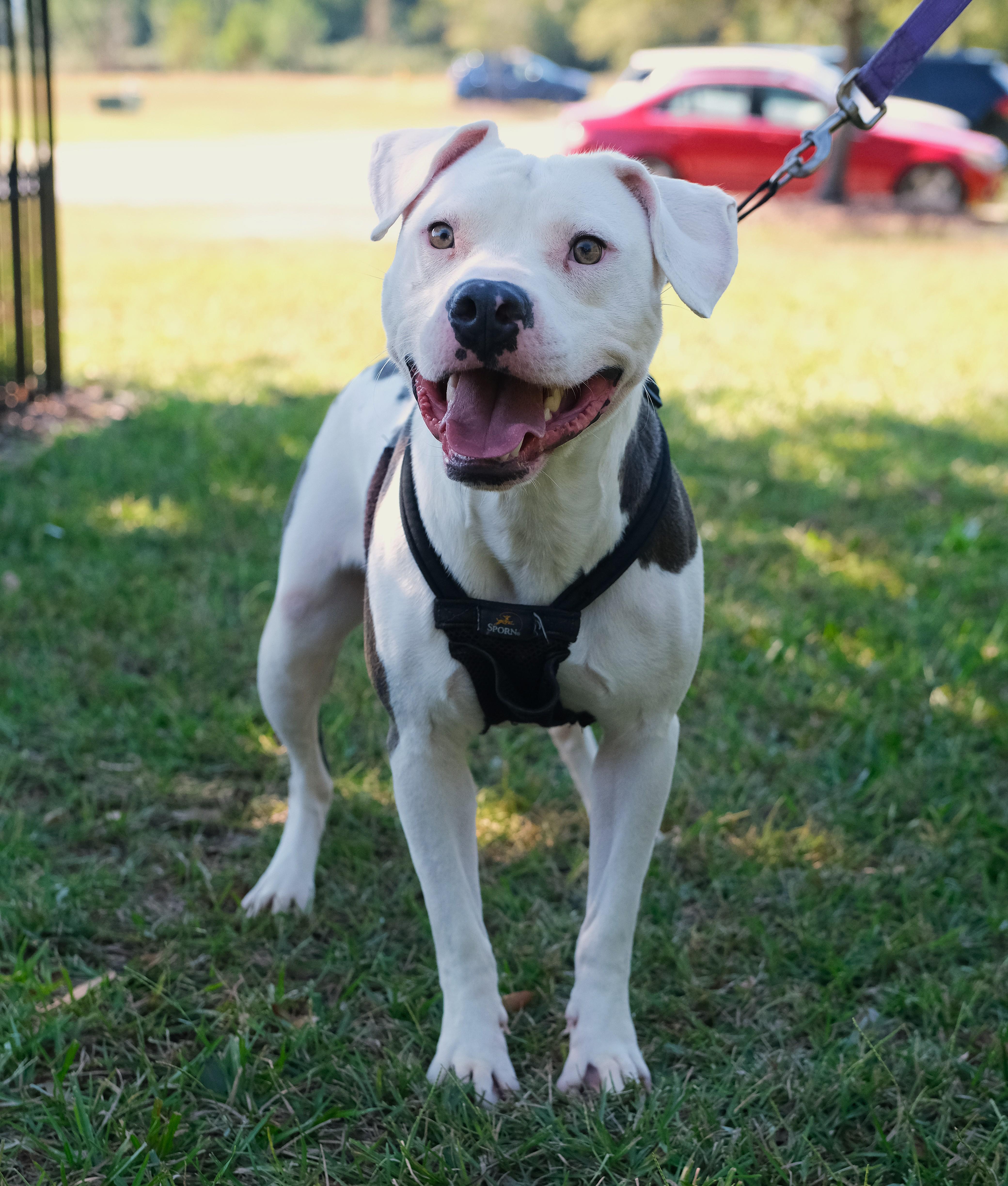 Enlarge Wybie, a Adoptable mixed breed in Winnabow, NC image 4/4