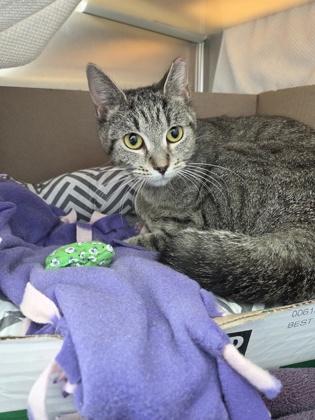 Enlarge Willow, a Adoptable mixed breed in Westland, MI image 1/1