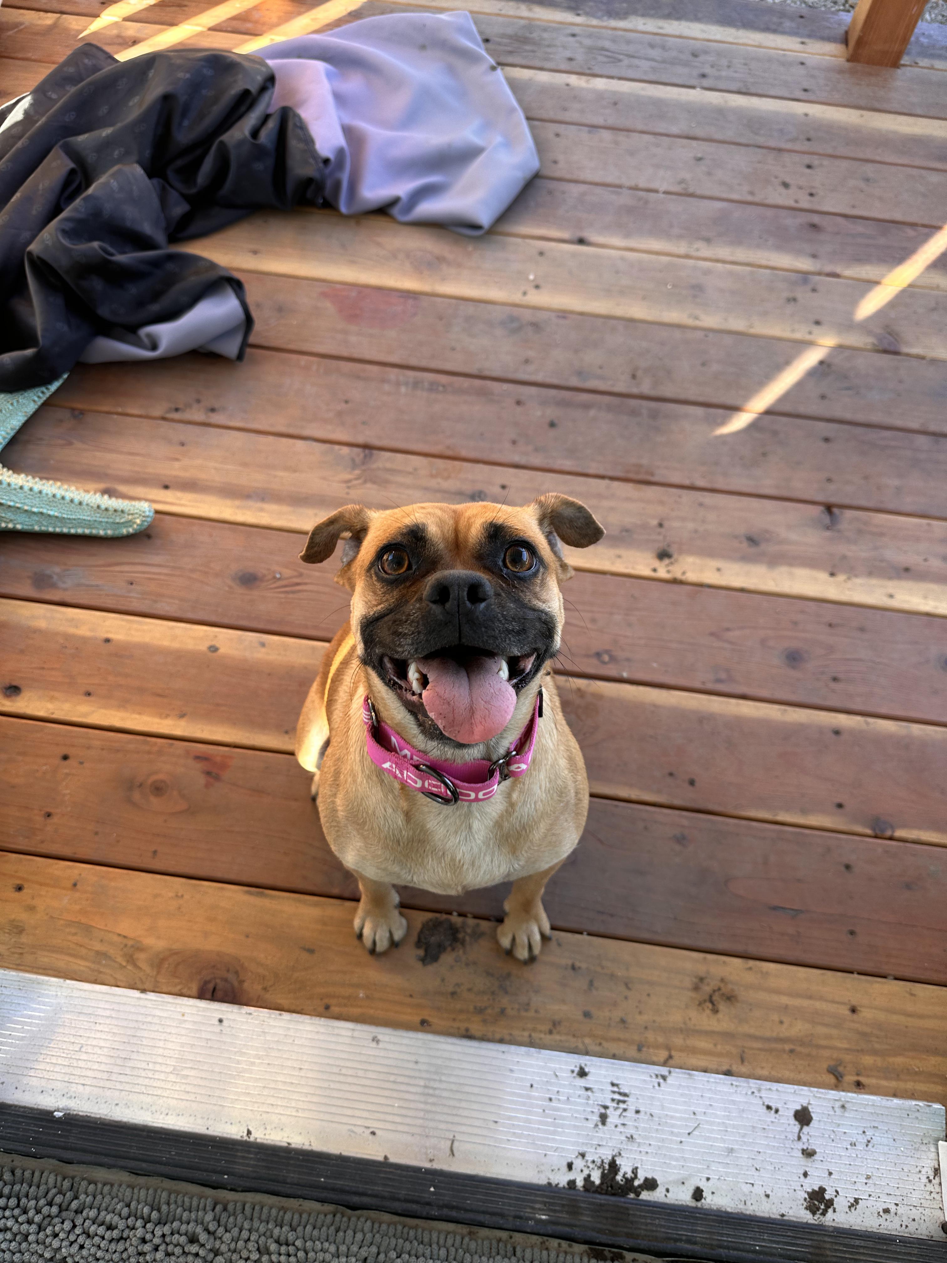 BUTTERBALL, an adoptable Puggle in ATASCADERO, CA, 93422 | Photo Image 4