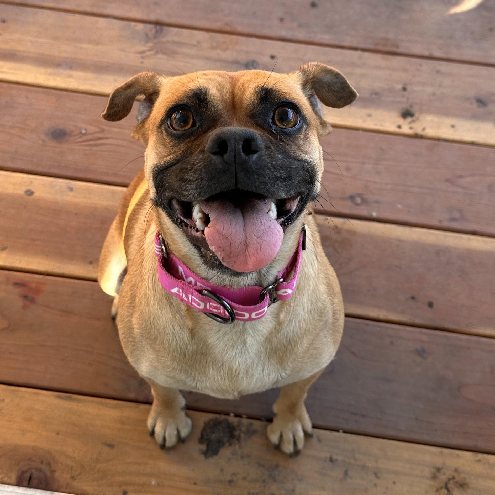 Enlarge BUTTERBALL, a Adoptable Puggle in ATASCADERO, CA image 4/6