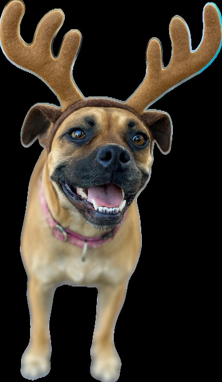 Enlarge BUTTERBALL, a Adoptable Puggle in ATASCADERO, CA image 1/6