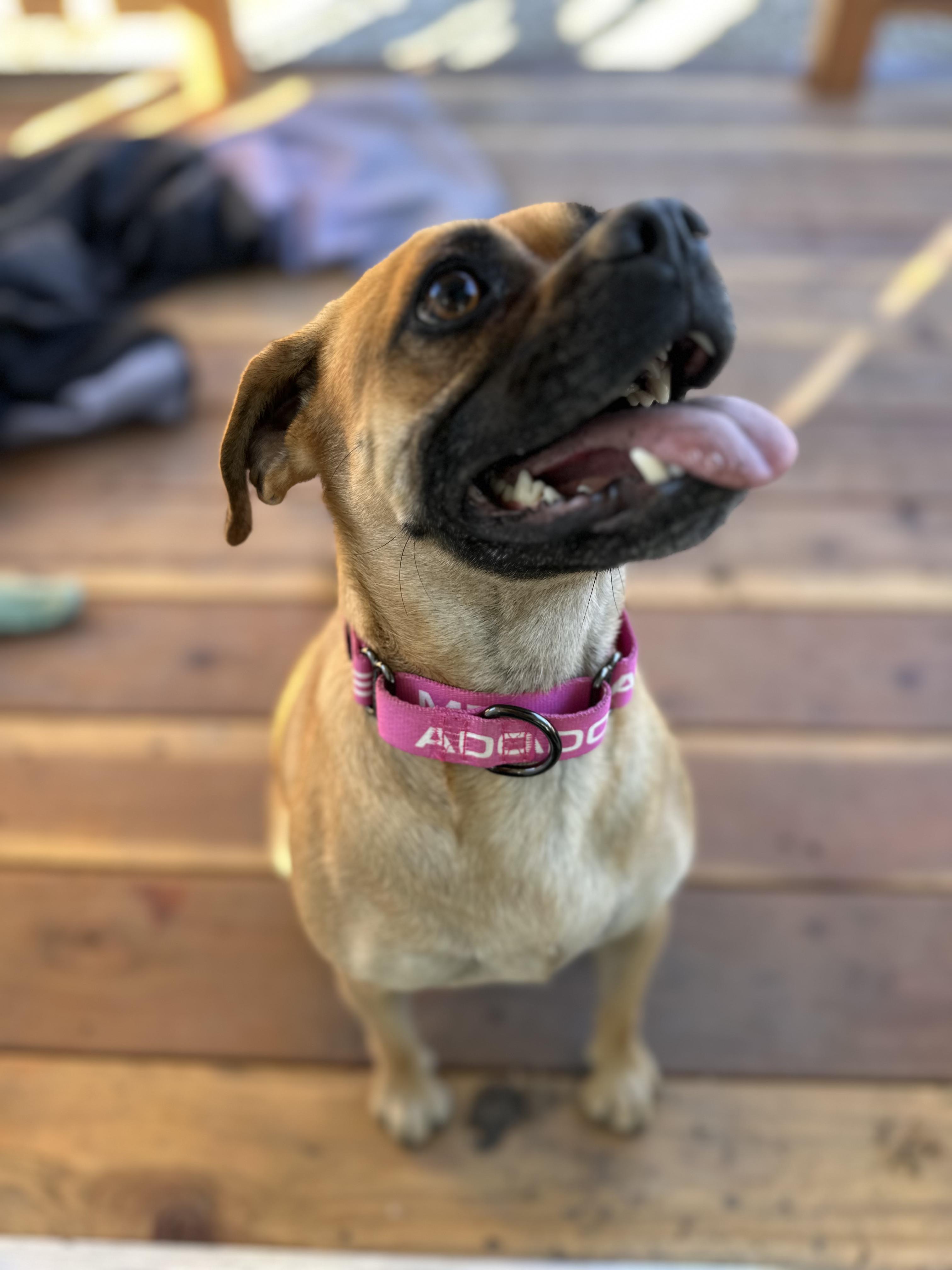 BUTTERBALL, an adoptable Puggle in ATASCADERO, CA, 93422 | Photo Image 3