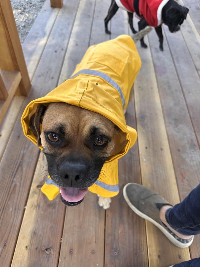Enlarge BUTTERBALL, a Adoptable Puggle in ATASCADERO, CA image 5/6