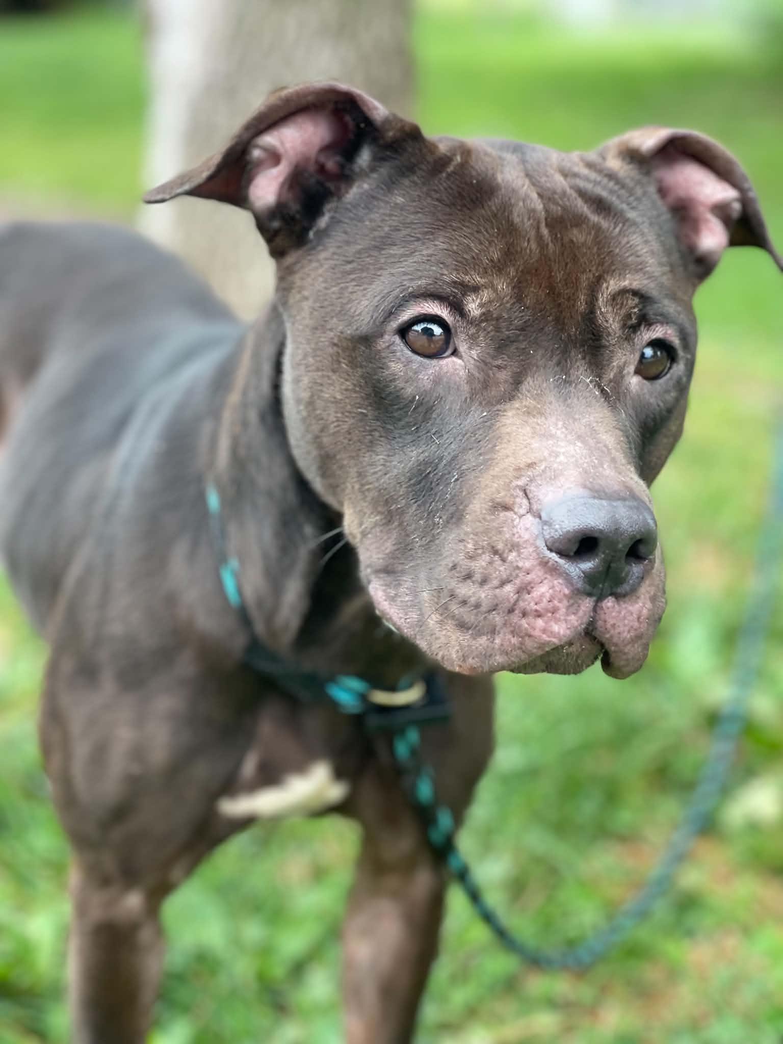 Diva, an adoptable mixed breed in Springfield, IL image 5/6