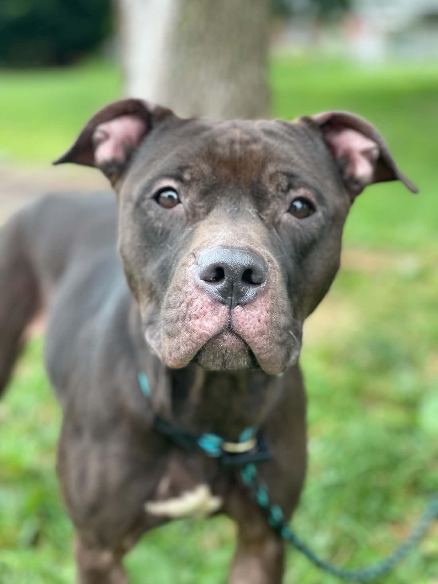 Diva, adoptable, Adult Female Pit Bull Terrier.