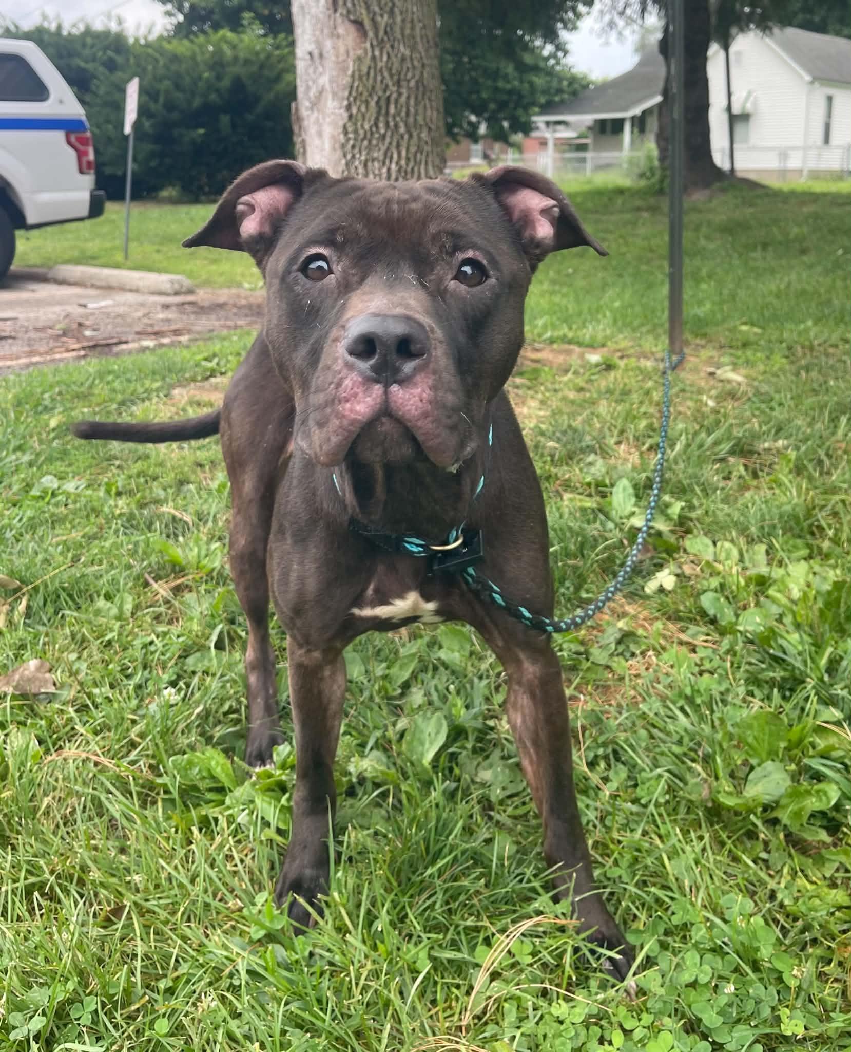 Diva, an adoptable mixed breed in Springfield, IL image 6/6