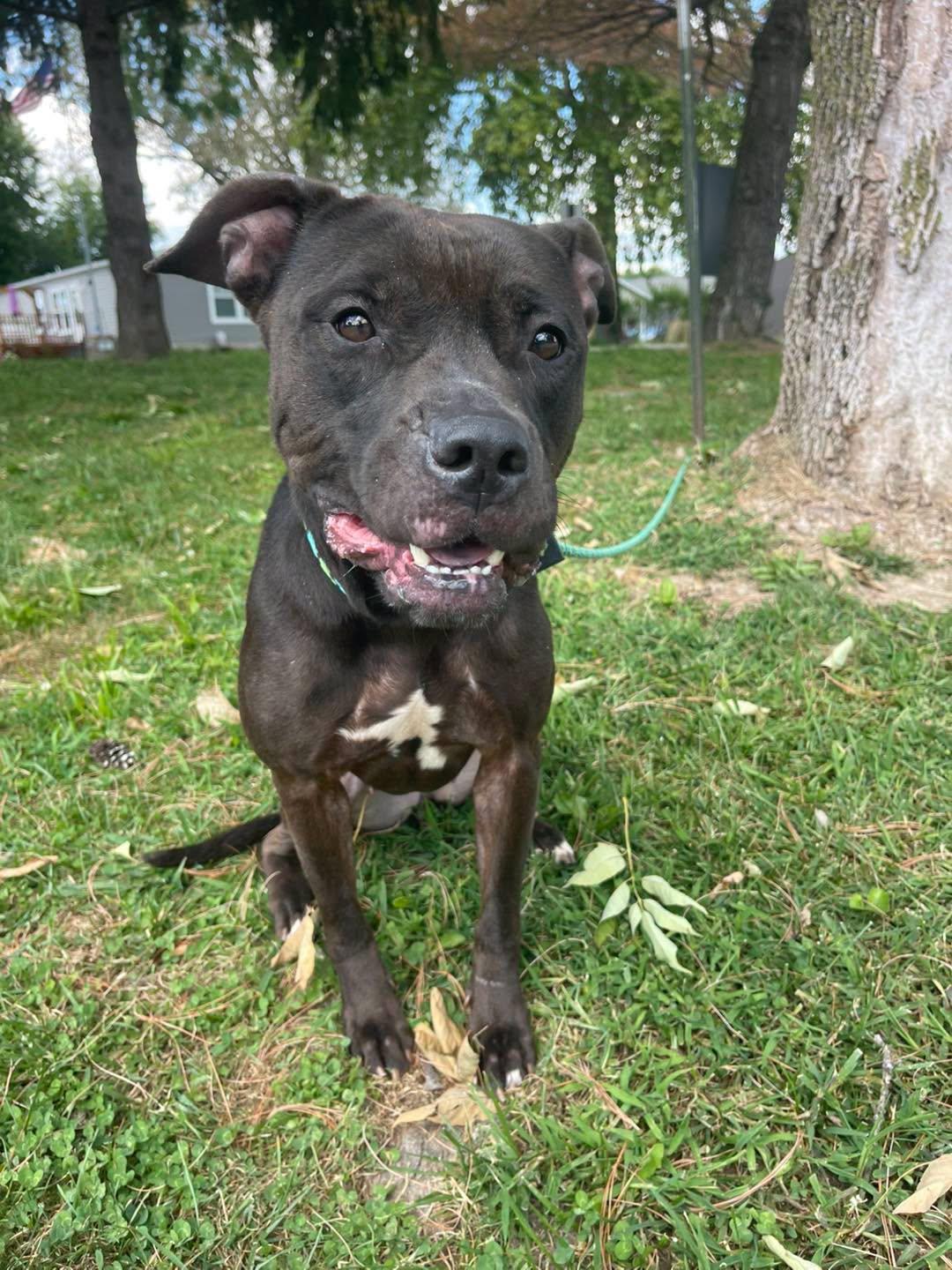 Enlarge Diva, an adoptable mixed breed in Springfield, IL image 2/6