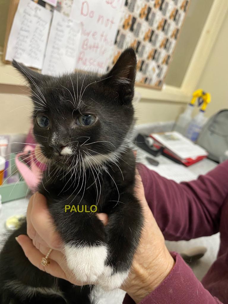 Enlarge Paulo (now Phantom), a Adoptable mixed breed in Plattsburgh, NY image 1/1