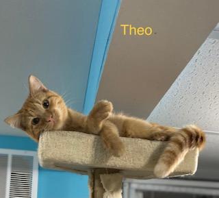 Heathcliff, Adoptable, Adult Male Domestic Short Hair.