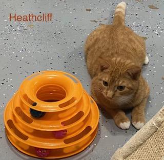 Enlarge Heathcliff, a Adoptable mixed breed in Manchester, CT image 2/3