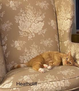 Enlarge Heathcliff, a Adoptable mixed breed in Manchester, CT image 3/3