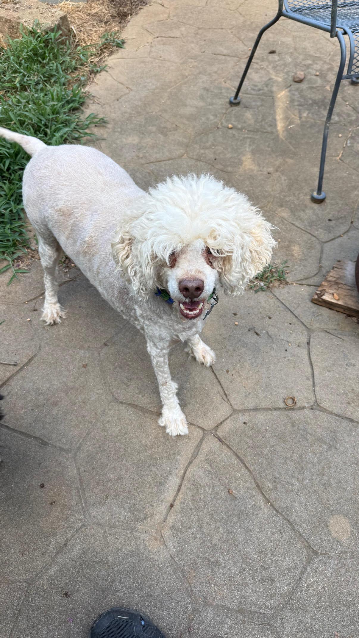 Duffy, Adoptable, Senior Male Poodle & Miniature Poodle.