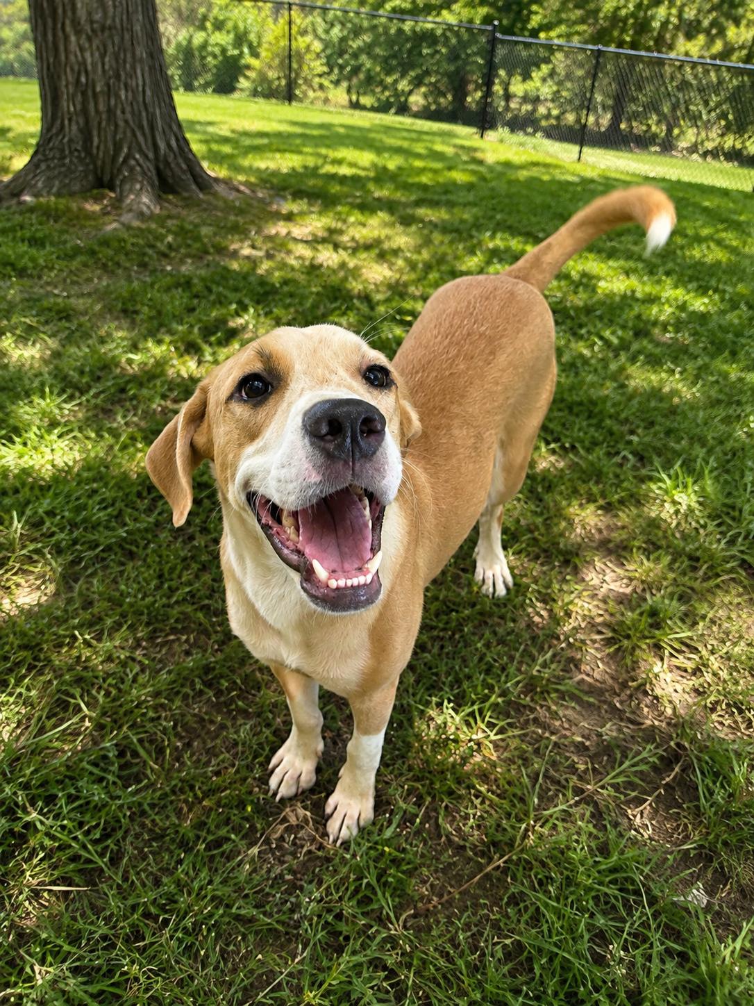 Yuji, Adoptable, Young Male Black Mouth Cur.