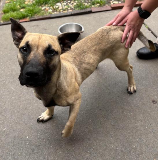 Enlarge Slinky, a Adoptable mixed breed in Washington DC, DC image 1/1