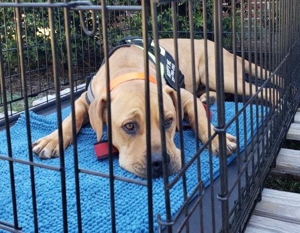 REX, a Adoptable mixed breed in Headland, AL image 2/6