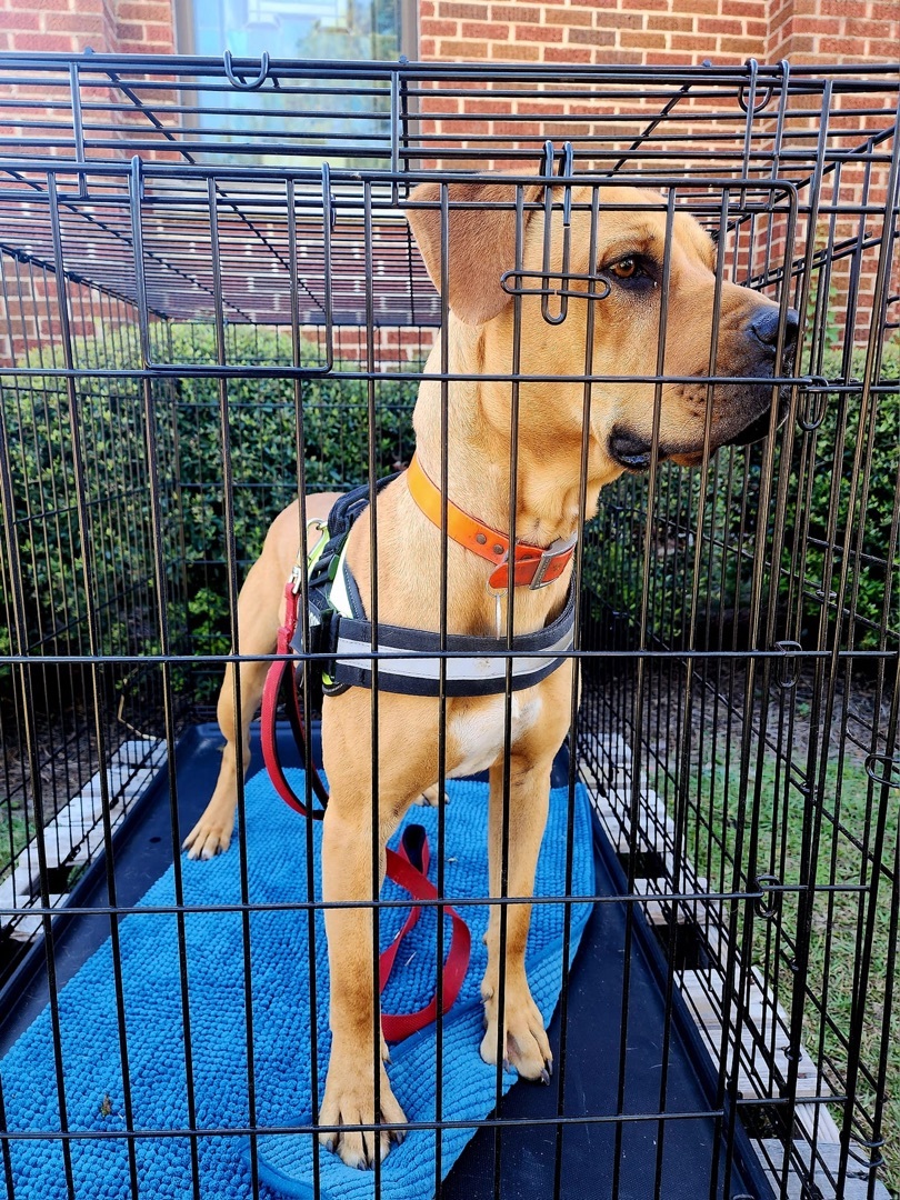 REX, a Adoptable mixed breed in Headland, AL image 3/6