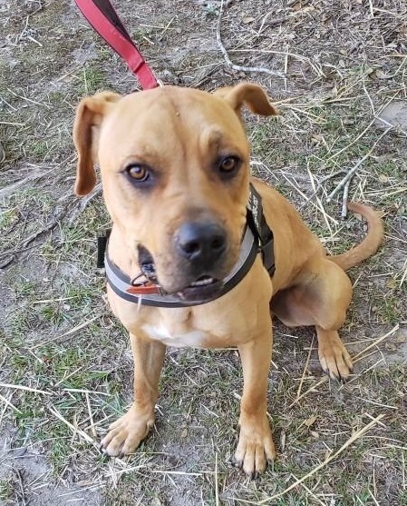 REX, a Adoptable mixed breed in Headland, AL image 4/6