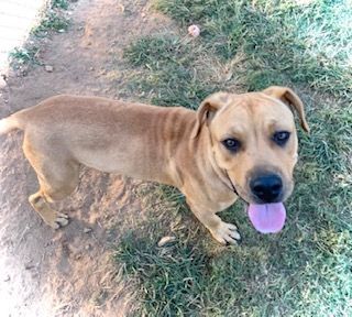 REX, a Adoptable mixed breed in Headland, AL image 5/6