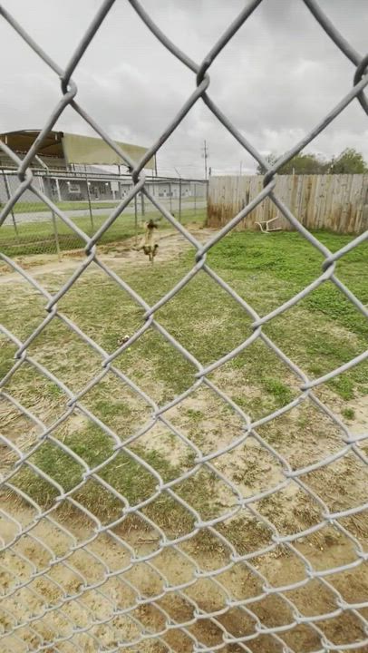 Enlarge REX, a Adoptable mixed breed in Headland, AL video 6/6