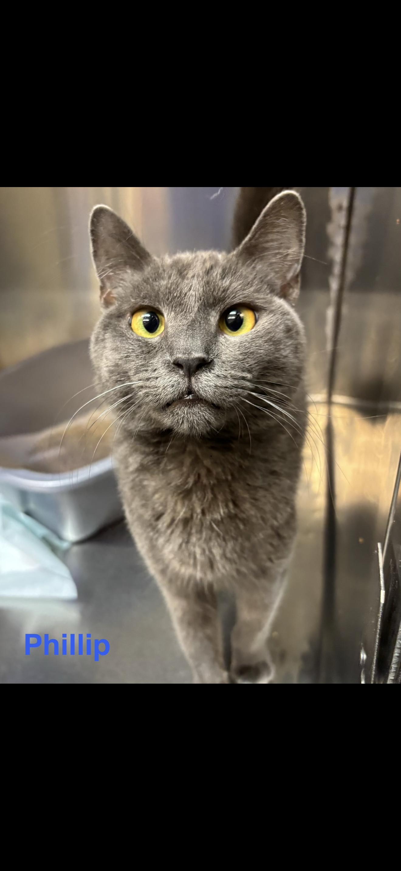 Phillip, ADOPTABLE, Young Male Russian Blue.