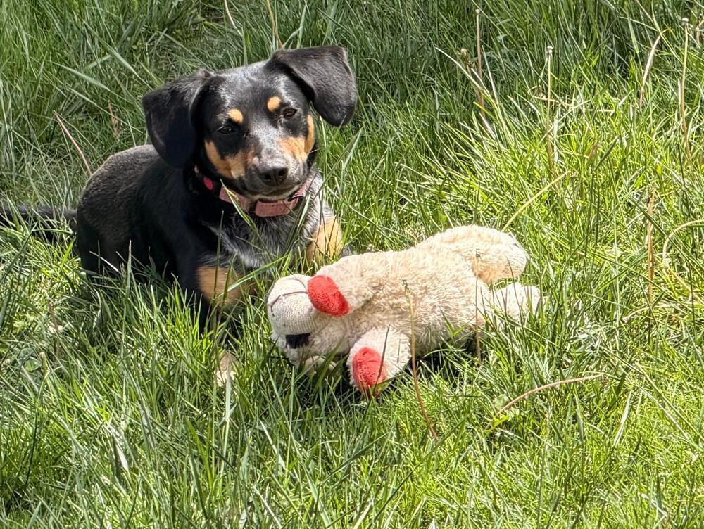 Naomi - Fostered in Southeast NE, a Adoptable mixed breed in Shawnee Mission, KS image 1/6