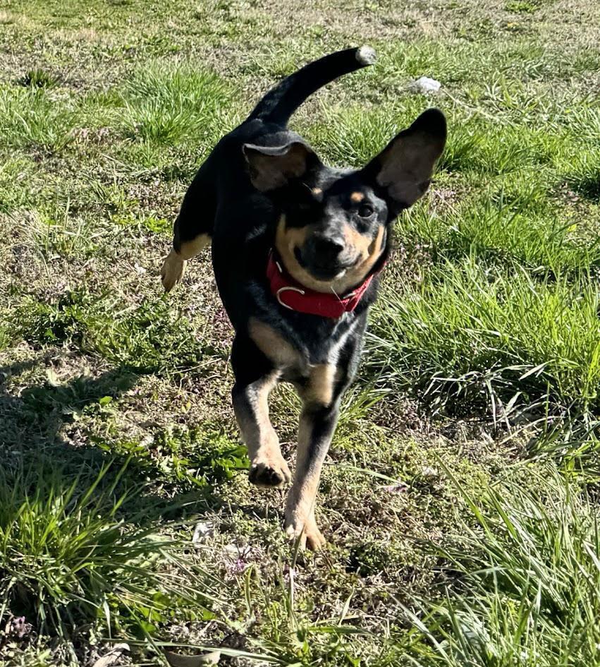 Enlarge Naomi - fostered in Table Rock NE (1.5 hours south of Omaha), a Adoptable mixed breed in Shawnee Mission, KS image 1/5