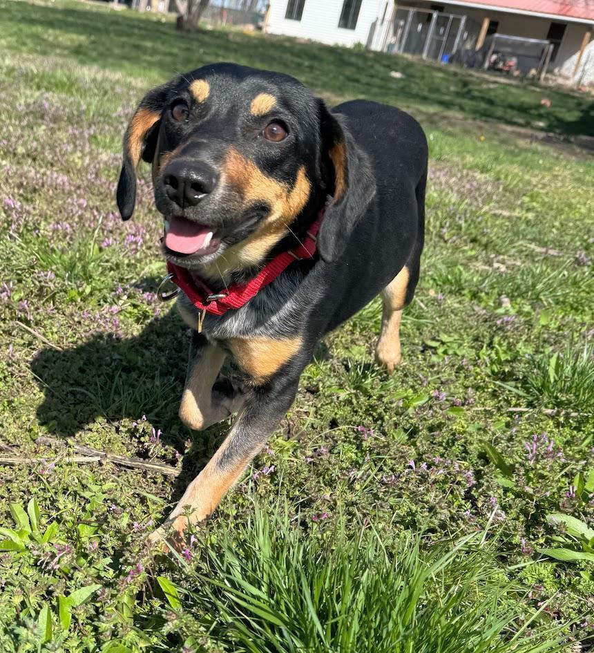 Enlarge Naomi - fostered in Table Rock NE (1.5 hours south of Omaha), a Adoptable mixed breed in Shawnee Mission, KS image 2/5