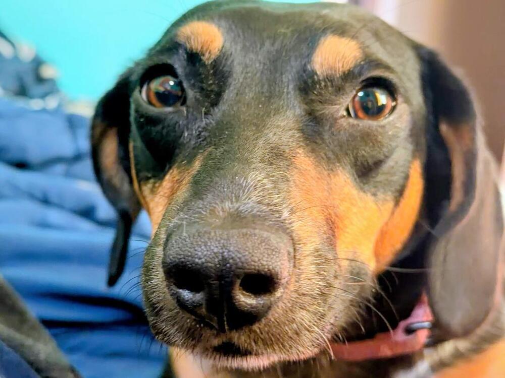 Naomi - Fostered in Southeast NE, a Adoptable mixed breed in Shawnee Mission, KS image 3/6