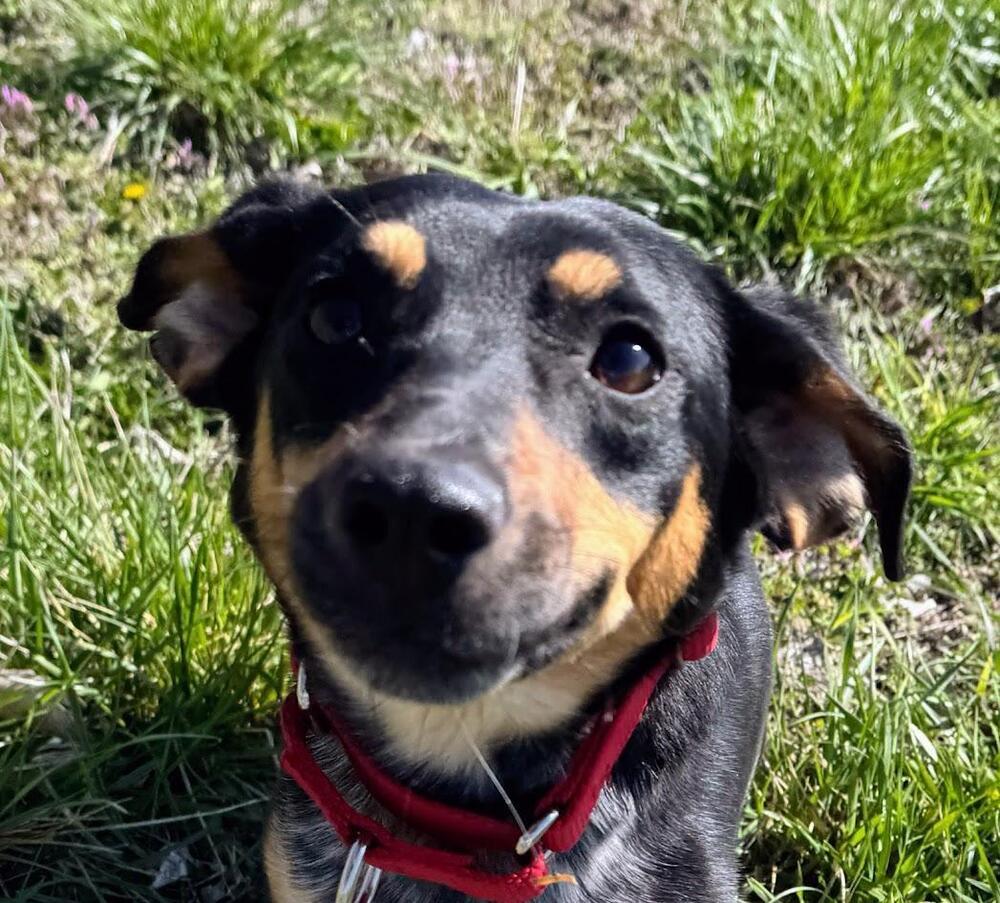 Enlarge Naomi - fostered in Table Rock NE (1.5 hours south of Omaha), a Adoptable mixed breed in Shawnee Mission, KS image 3/5