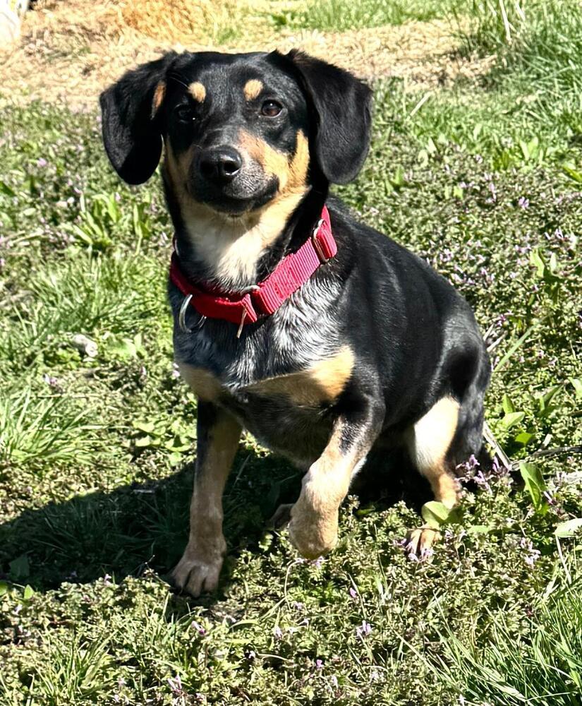 Enlarge Naomi - fostered in Table Rock NE (1.5 hours south of Omaha), a Adoptable mixed breed in Shawnee Mission, KS image 4/5