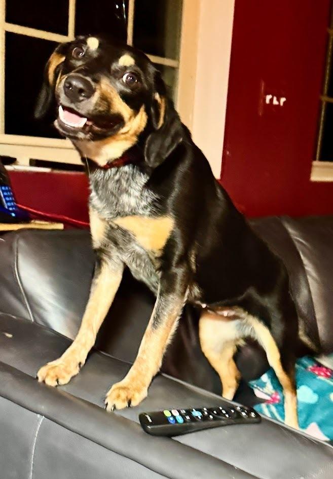 Enlarge Naomi - fostered in Table Rock NE (1.5 hours south of Omaha), a Adoptable mixed breed in Shawnee Mission, KS image 5/5