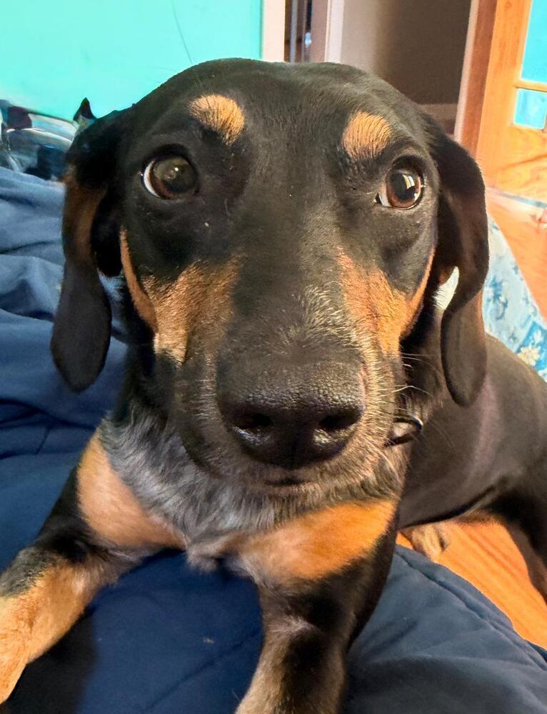 Naomi - Fostered in Southeast NE, a Adoptable mixed breed in Shawnee Mission, KS image 6/6