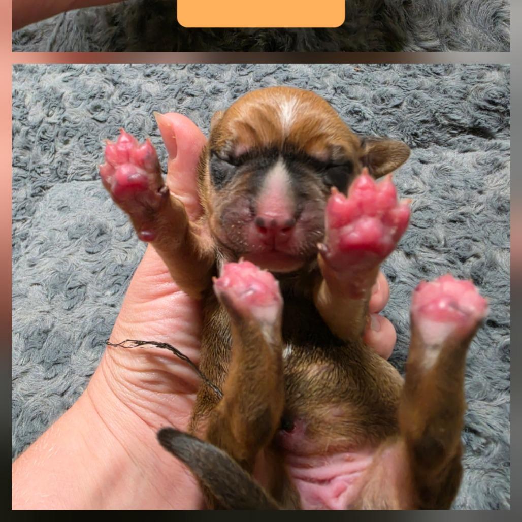 Piper II, Adoptable, Puppy Female Bluetick Coonhound & Pit Bull Terrier.